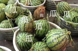 娱乐吃瓜的头像,吃瓜群众眼中的明星幕后故事