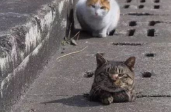 娱乐吃瓜君猫神,揭秘猫神背后的神秘故事