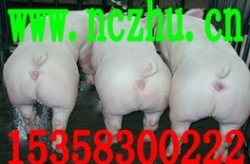 三元仔猪价格,市场走势与选购指南”