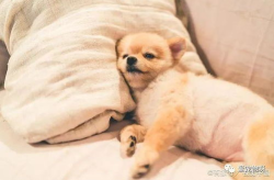 娱乐吃瓜君傻狗日常