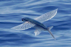 娱乐吃瓜酱飞鱼视频,娱乐吃瓜酱带你揭秘娱乐圈幕后故事