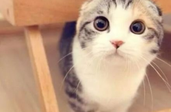 娱乐吃瓜君折耳猫视频,萌态百出，笑料连连