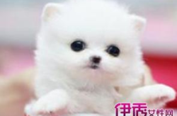 茶杯犬的寿命,了解小型犬种的生命周期与养护要点
