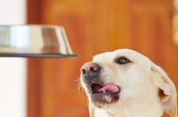 娱乐吃瓜酱狗吃鸡,狗吃鸡背后的娱乐风云