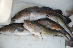 鳕鱼和银鳕鱼的区别,价格、外观、口感大揭秘